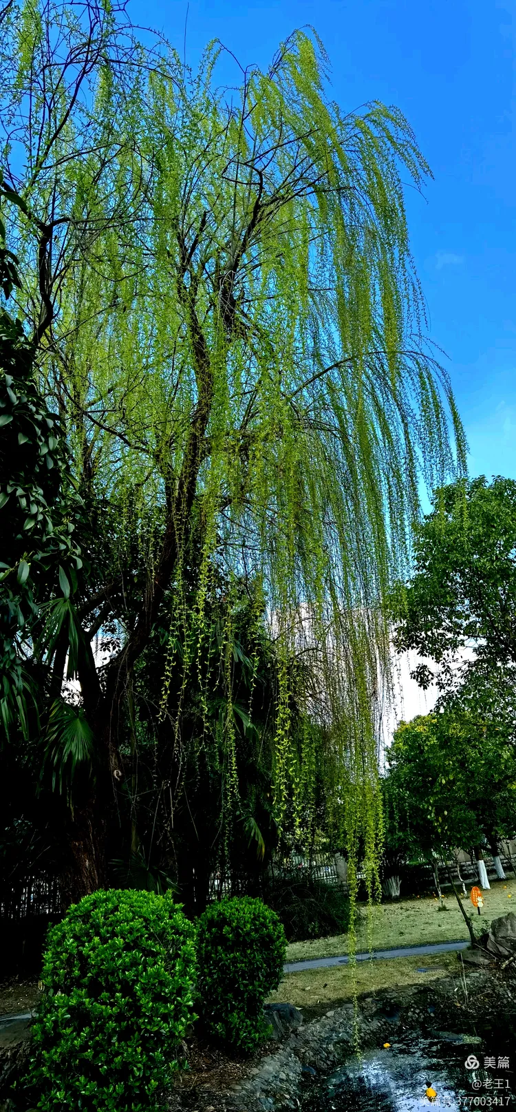 春天里.柳树发芽啦!